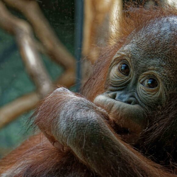 ourang outan du zoo du jardin des plantes