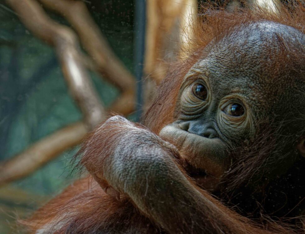 ourang outan du zoo du jardin des plantes