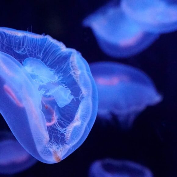 aquarium de Paris